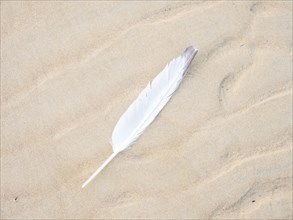 Feather of a seagull on the beach, Lopar, island Rab, Croatia, Europe