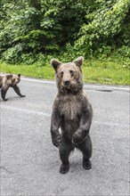 A young brown bear standing on two legs on a road, with green areas in the background, European