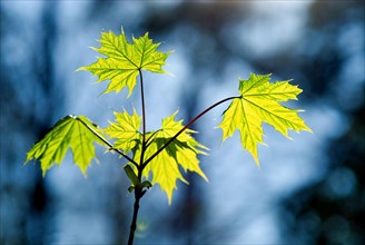 Leaves of sycamore maple (Acer pseudoplatanus) against the light