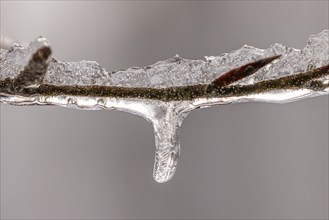 Tiny icicles on a beech branch in winter, Close Up, Lindensee, Ruesselsheim am Main, Hesse,