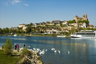 Swans on the Rhine and town view, Breisach am Rhein, Baden-Wuerttemberg, Germany, Europe