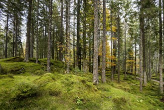 Spruce forest and moss, near Hinterzarten, Black Forest, Baden-Wuerttemberg, Germany, Europe