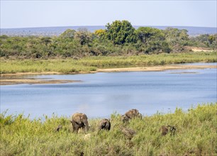 African elephants (Loxodonta africana), on the banks of the Sabie River, Kruger National Park,