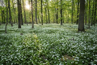 A deciduous forest with white flowering ramson (Allium ursinum) in spring in the evening sun with a