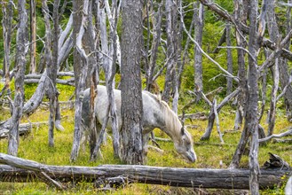 Horse, grey, grazing between dead trees, Tierra del Fuego National Park, Tierra del Fuego Island,