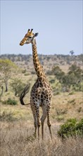 Southern giraffe (Giraffa giraffa giraffa), standing in dry grass, African savannah, Kruger