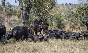 Herd of african buffalo (Syncerus caffer caffer) lying in dry grass, African savannah, Kruger