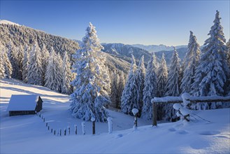 Hut in front of trees in snowy mountain landscape, winter, Hoernle, Ammergau Alps, Upper Bavaria,