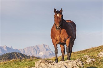 Horse standing on alpine meadow in front of mountains, frontal, cold blood, morning light, summer,