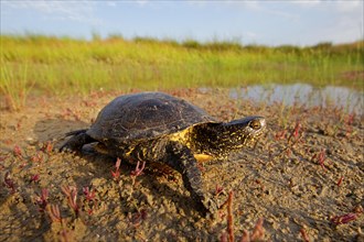 European pond turtle (Emys orbicularis), Danube Delta Biosphere Reserve, Romania, Europe