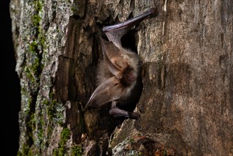 Brown long-eared bat (Plecotus auritus) in a tree hollow, Thuringia, Germany, Europe