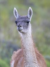 Guanaco (Llama guanicoe), Huanaco, adult, animal portrait, Torres del Paine National Park,