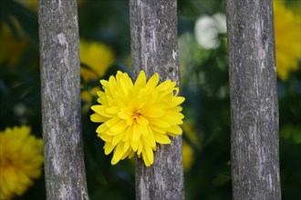 Yellow dahlia flower (Dahlia) growing through a grey weathered wooden garden fence, cottage garden,