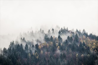 Autumn forest with fog and clouds, Freiburg im Breisgau, Black Forest, Baden-Wuerttemberg, Germany,