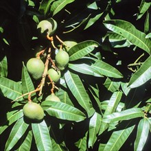 Seychelles, agriculture, fruit, mangoes, Africa