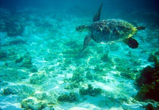 Seychelles, fauna, underwater turtle, underwater photography, Africa