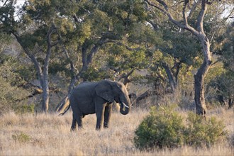 African elephant (Loxodonta africana), bull feeding, atmospheric evening light, Kruger National