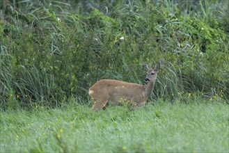 European roe deer (Capreolus capreolus), doe standing in a meadow, wildlife, Lower Saxony, Germany,