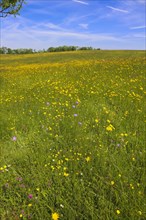 Flower meadow, landscape, yellow wildflowers, marsh marigold (Caltha palustris), meadow hawkweed