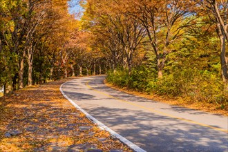 Two lane road through park with trees in fall colors and leaves on ground in South Korea