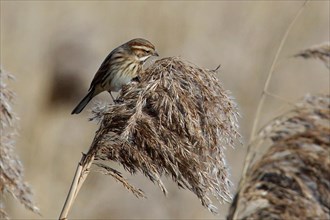 Reed bunting female sitting on a reed stalk, looking right