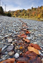 Red beech leaves lie in a row on grey stones by a river in autumn, in the background a castle