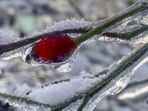 Icy rose branch with rose hip, lightning ice, Close Up, Frankfurt am Main, Hesse, Germany, Europe