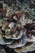 Small polyp stony coral, (Montipora mactanensis), and soft coral, Wakatobi Dive Resort, Sulawesi,