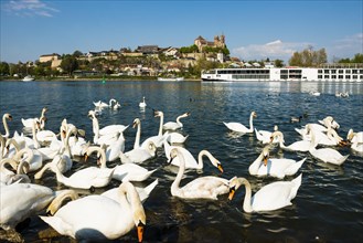 Swans on the Rhine and town view, Breisach am Rhein, Baden-Wuerttemberg, Germany, Europe