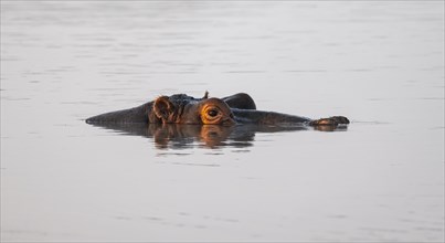 Hippopotamus (Hippopatamus amphibius) in the water at sunset with reflection, adult, animal