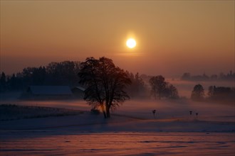 The setting sun bathes a snow-covered winter landscape with ground fog in reddish light, farm,