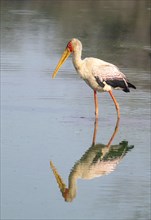 Yellow-billed stork (Mycteria ibis) in water with reflection, at sunrise, Sunset Dam, Southern