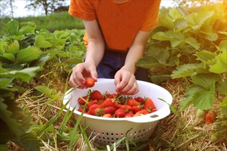 Boy picking strawberries in the field