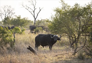 African buffalo (Syncerus caffer caffer), herd in dry grass, African savannah, Kruger National