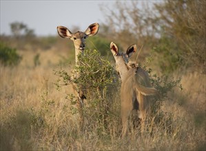 Greater Kudu (Tragelaphus strepsiceros), two adult females feeding on leaves on a bush, Kruger