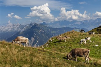 Cows on the Niederbauen, Lake Lucerne, Canton Uri, Switzerland, Lake Lucerne, Uri, Switzerland,