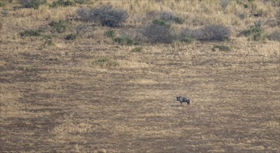 Blue wildebeest (Connochaetes taurinus) in dry savannah, from above, Kruger National Park, South