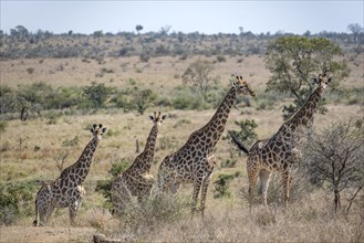 Four southern giraffes (Giraffa giraffa giraffa), standing in a row, African savannah, Kruger