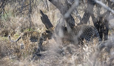 Leopard (Panthera pardus) sitting, mother and young head to head, loving, Kruger National Park,