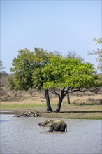 African elephant (Loxodonta africana), bull drinking, standing in the water at a lake, Kruger