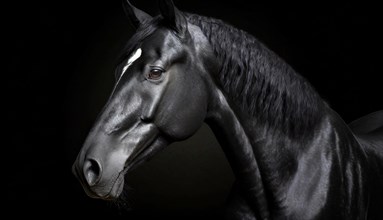 Black horse with white blaze in front of black background, studio shot, portrait, AI generated, AI