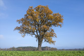 English oak (Quercus robur), solitary tree with autumn-coloured leaves, blue sky, Lower Saxony,