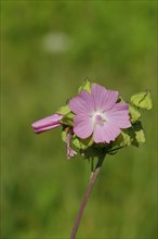 Mallow, musk mallow (Malva moschata), flower in a meadow, medicinal plant, aromatic plant,