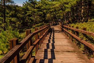 Wooden stairway in peaceful woodland public park on sunny summer afternoon in South Korea