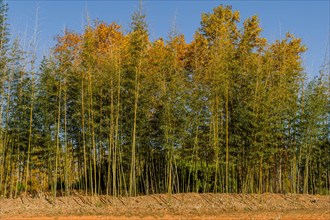Grove of tall bamboo trees against soft blue sky in rural park in South Korea