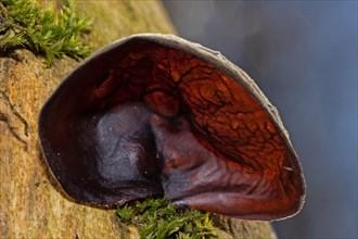 Judas ear ear-shaped brown translucent fruiting body on tree trunk in front of blue sky