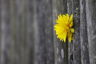 Yellow dahlia flower (Dahlia) growing through a grey weathered wooden garden fence, cottage garden,