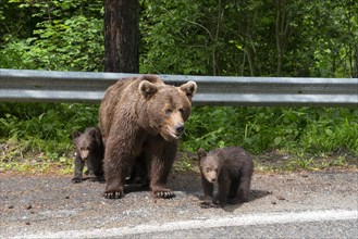 A female bear with two cubs standing next to a road in front of a forest, European brown bear