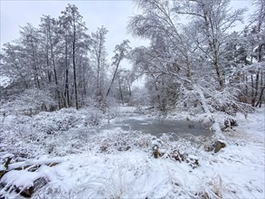 Frozen lake in a snow-covered forest, Ruesselsheim am Main, Hesse, Germany, Europe