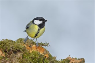 Great tit (Parus major), sitting on a moss-covered tree root, Wilnsdorf, North Rhine-Westphalia,